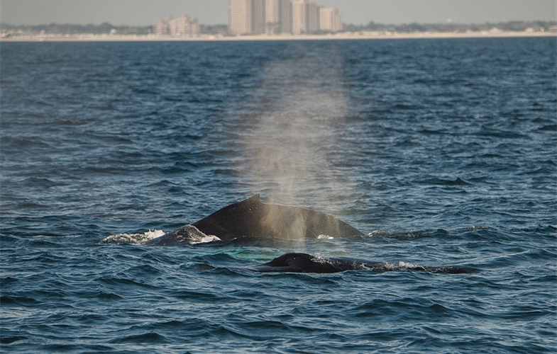 Humpback Whales in the New York Bight ©Julie Larsen Maher 